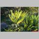 mahonia hybride 2.jpg
